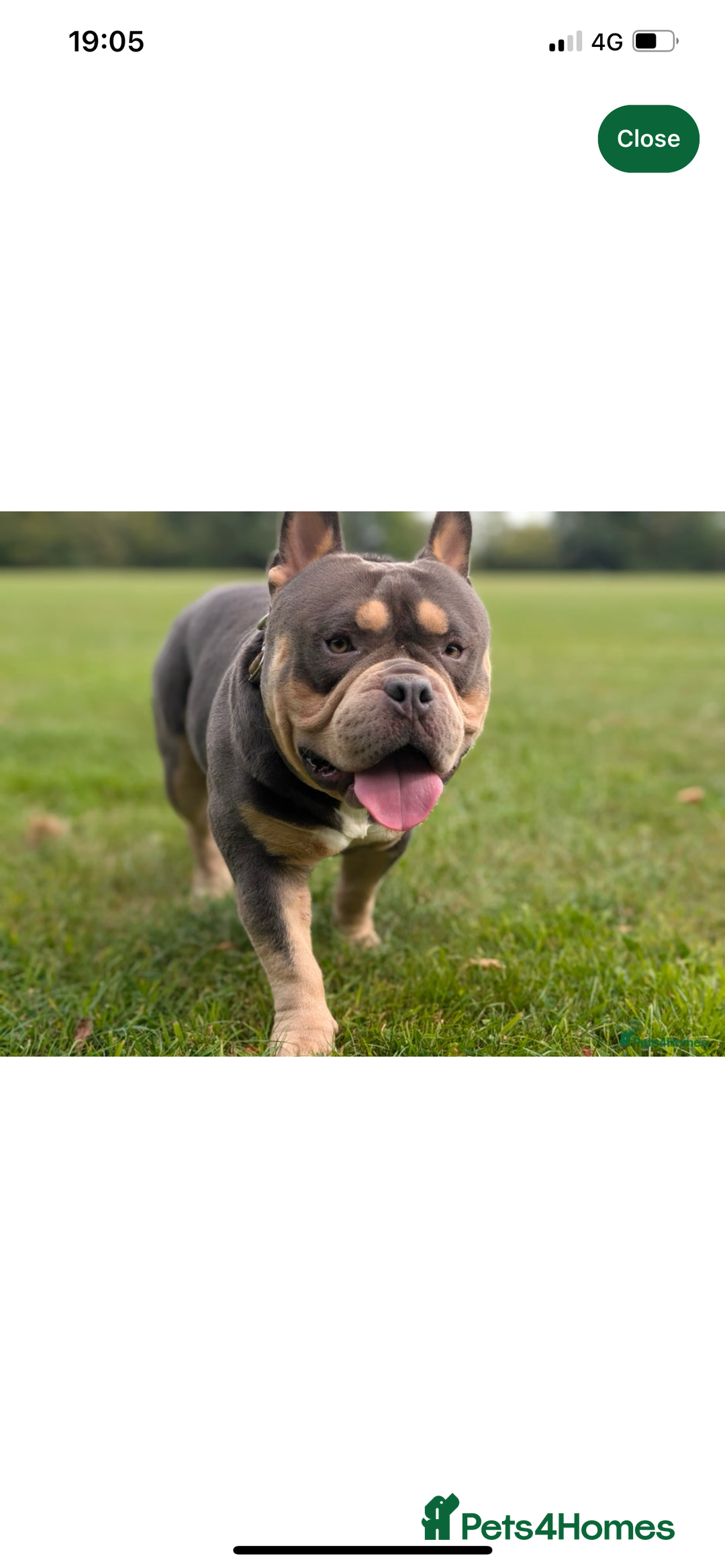 Mixed Breed dogs for sale: Pocket bully  - Image 1