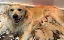 Golden Retriever dogs for sale: KC Reg pups, Health tested parents. - Image 5