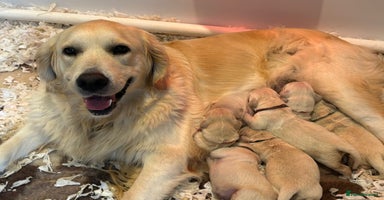 Golden Retriever dogs - Advert 9