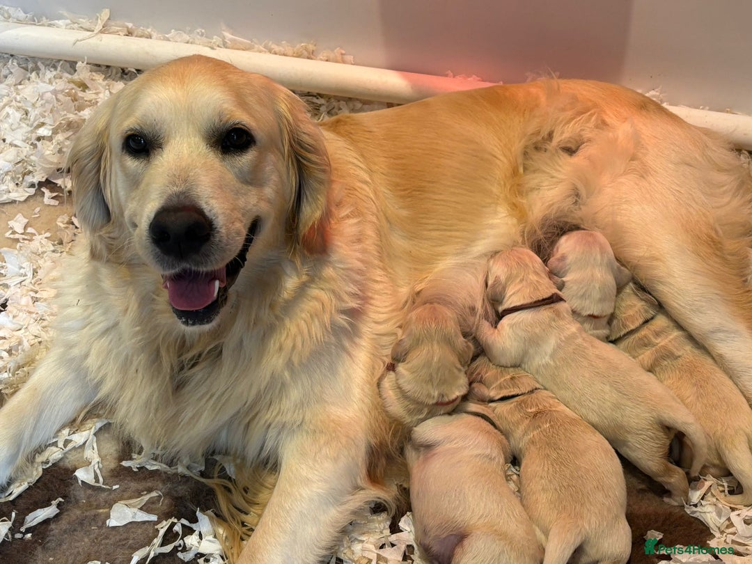 Golden Retriever dogs for sale: KC Reg pups, Health tested parents. - Image 5
