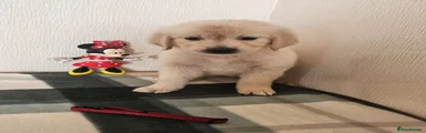 Golden Retriever 6