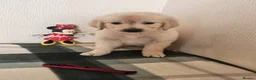 Golden Retriever dogs for sale: Golden retriever puppues in Wymondham - Advert 6