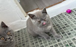British Shorthair cats for sale: 🏡 Vaccinated Bsh kittens - GCCF parents - Image 13