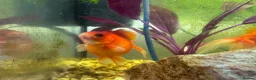 Goldfish fish for sale: Whole Fish Tank with 5 Fish in Fleet - Advert 4