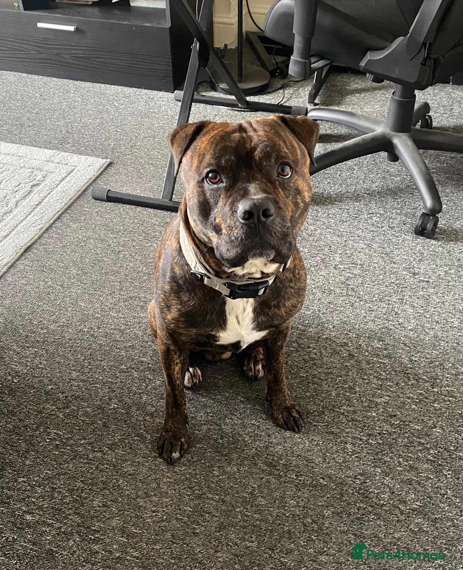 Mixed Breed dogs Staffordshire bull terrier cross  - Advert 1