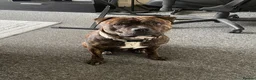 Mixed Breed dogs for sale: Staffordshire bull terrier cross  - Advert 1