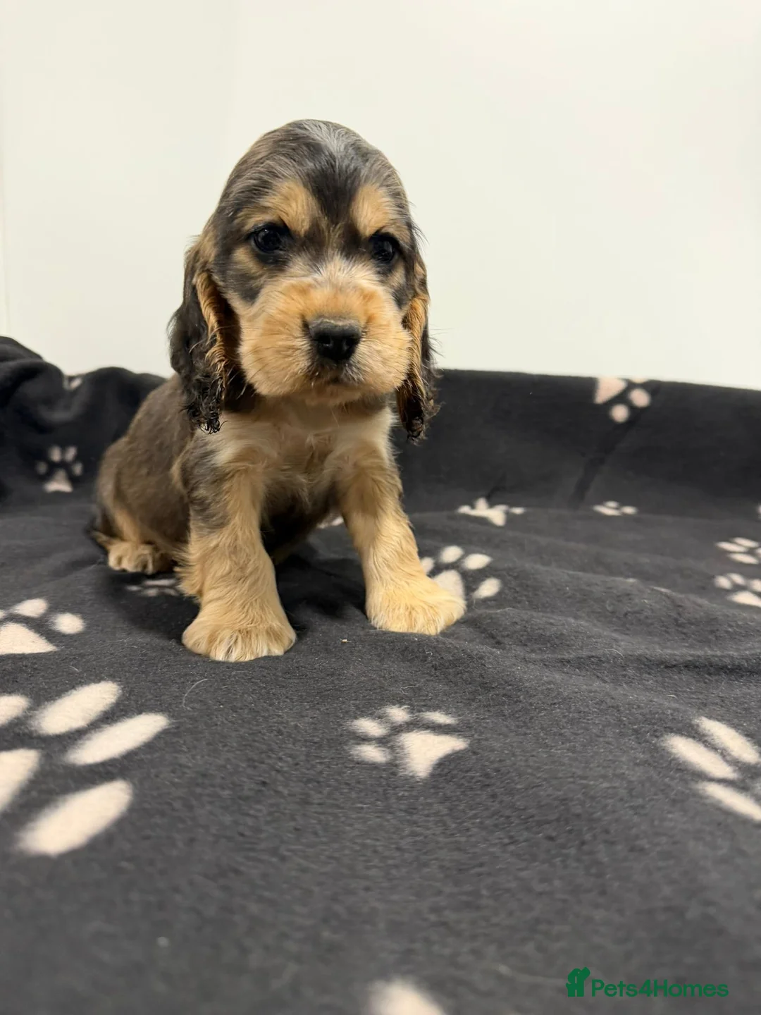 Cocker Spaniel dogs for sale: Show Type Cocker Spaniel Puppies 🐶 - Advert 4