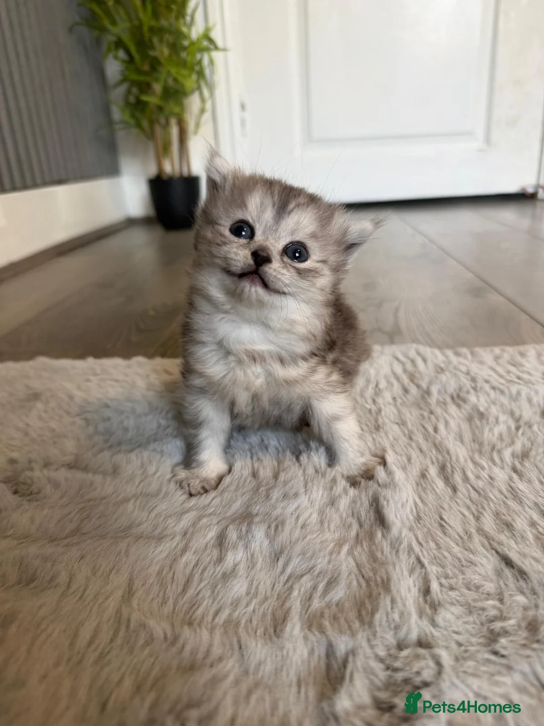 Scottish Fold cats for sale: Beautiful looking kittens 🐱  - Advert 2