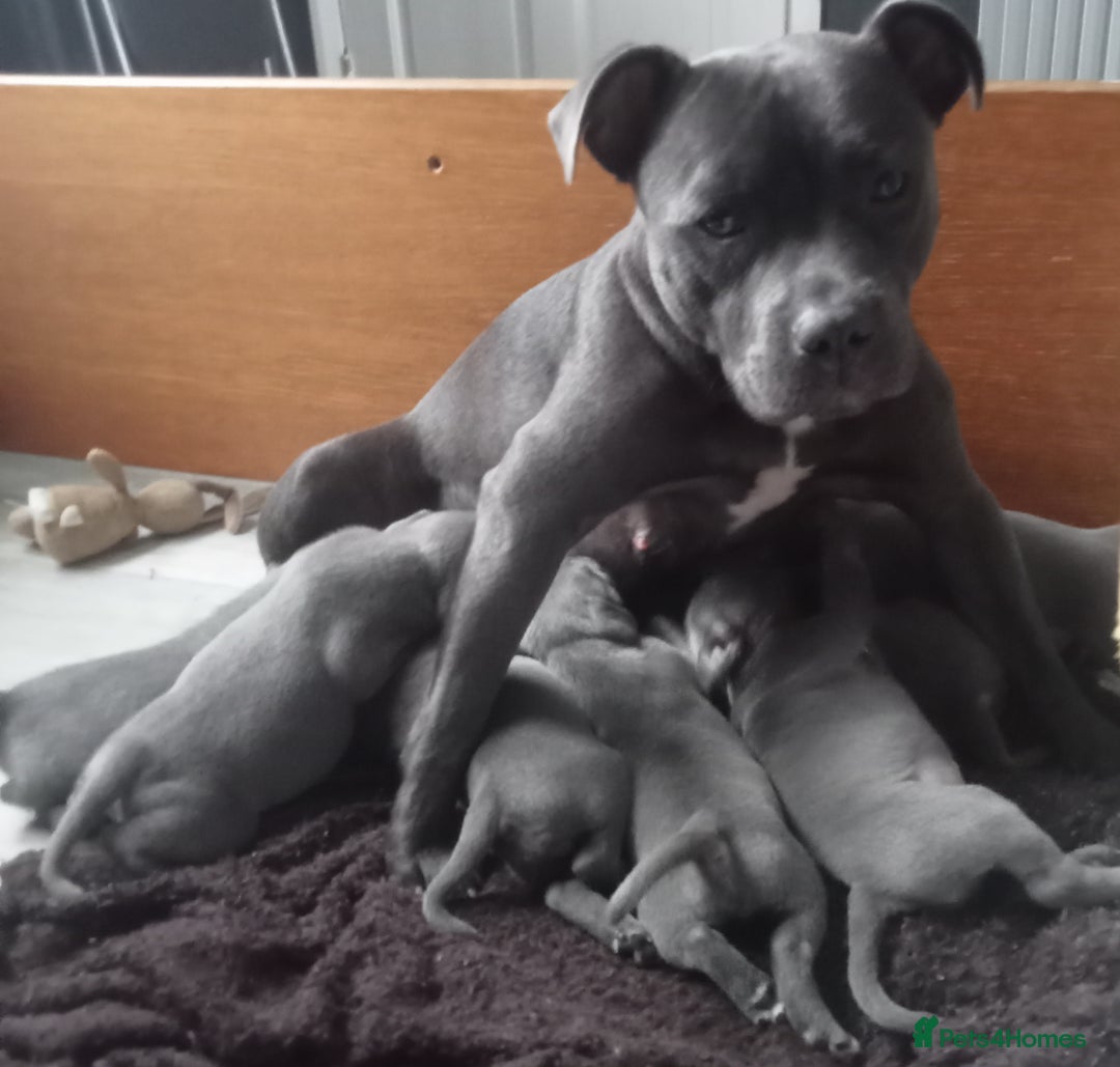 Staffordshire Bull Terrier dogs for sale: Blue Staffs Puppies - Image 10