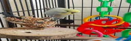 Budgerigars birds for sale: Tamed budgies  - Advert 5