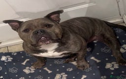 American Bully dogs for sale: Pocket Bully - Image 2