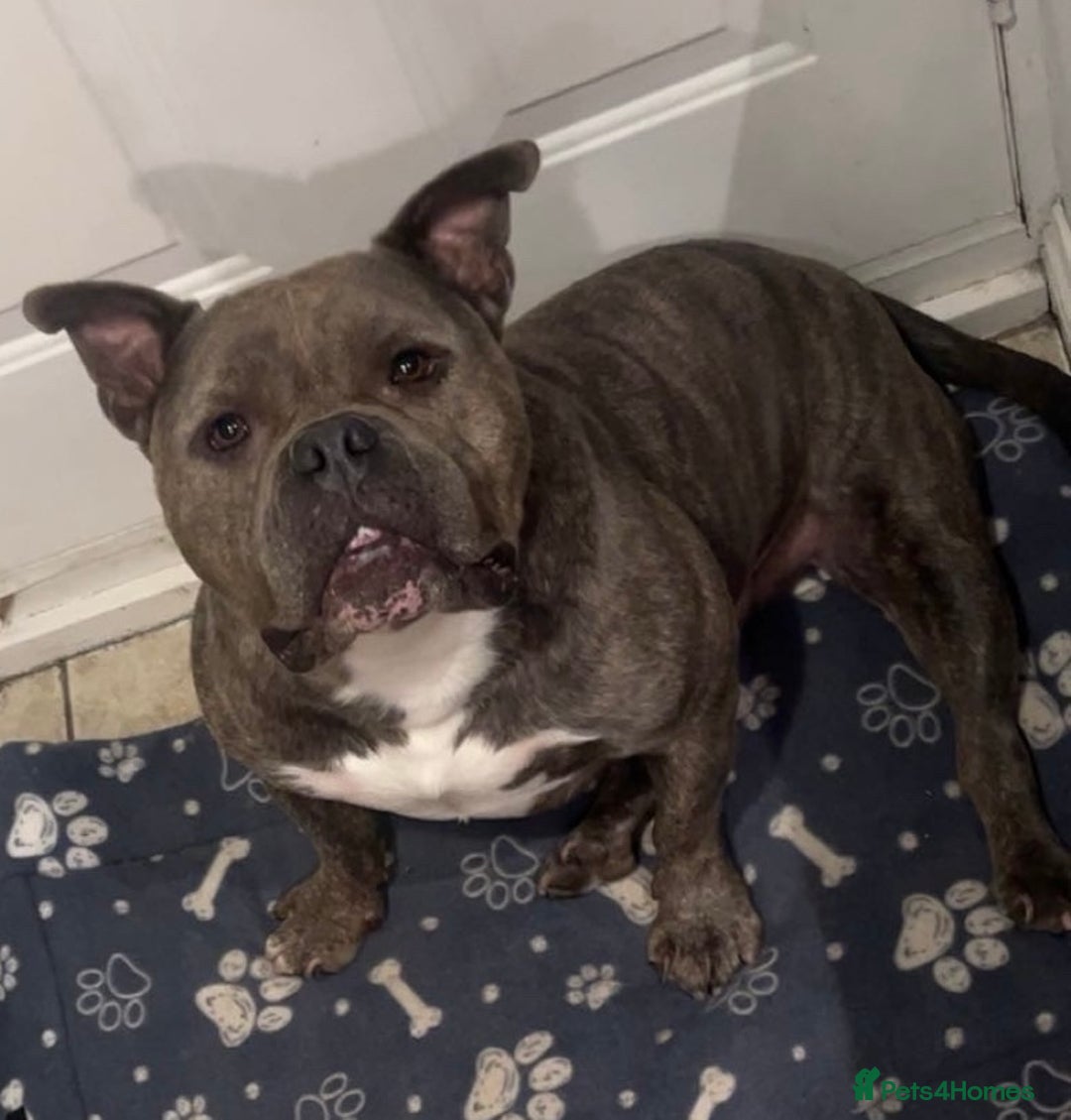 American Bully dogs for sale: Pocket Bully - Image 2