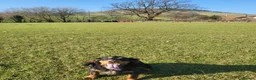 Cocker Spaniel dogs for stud: At Stud  - Advert 3