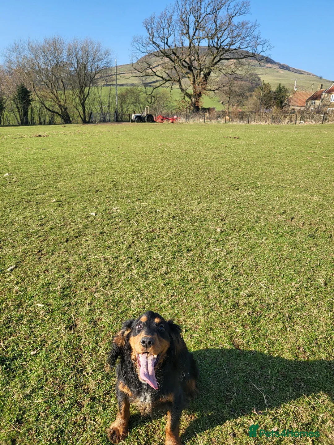 Cocker Spaniel dogs for stud: At Stud  - Advert 3