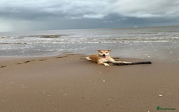 Lurcher dogs for sale: 12 month old Lurcher Bitch  - Advert 2