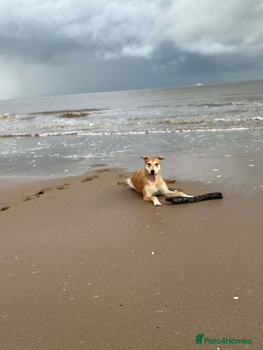 Lurcher dogs for sale: 12 month old Lurcher Bitch  - Advert 2