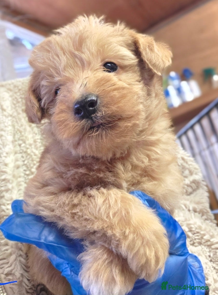 Schnoodle dogs Schnoodle puppies - Advert 2