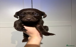 Springador dogs for sale: Labrador/Springador cross pups - Advert 17