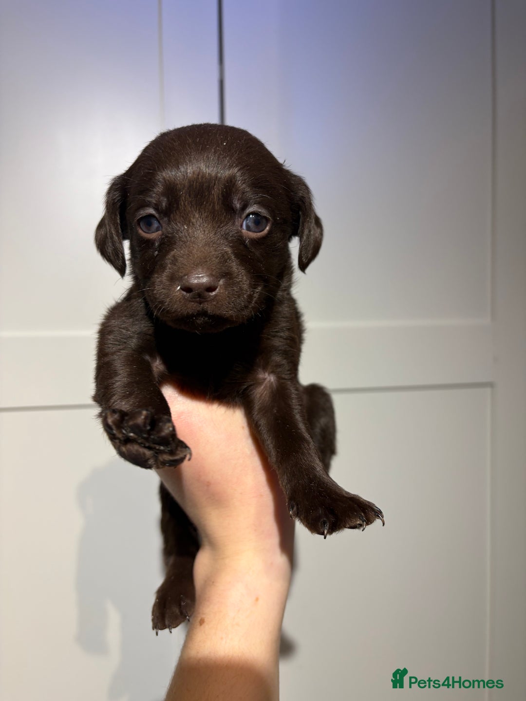 Springador dogs for sale: Labrador/Springador cross pups - Advert 17