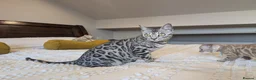 Bengal cats for sale: 🖤🩶🤍 Stunning Bengal Kittens 🤍🩶🖤 - Advert 14