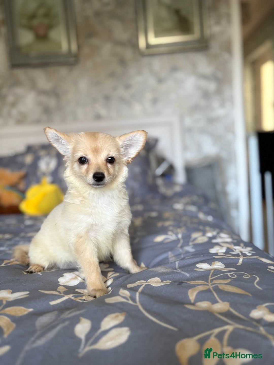 Chihuahua dogs for sale: Chihuahua x Italian volpino (4 puppies left ) 🏆 - Image 34
