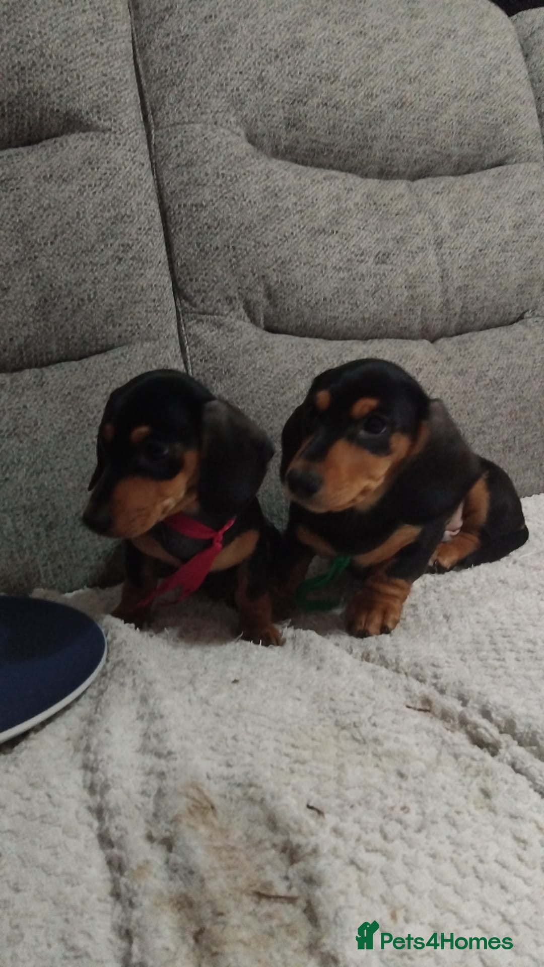 Dachshund dogs for sale: Dachshund puppies - Advert 12