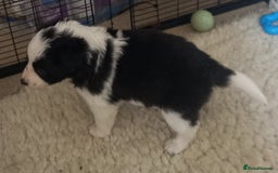 Border Collie dogs for sale: Border Collies for sale - Image 25