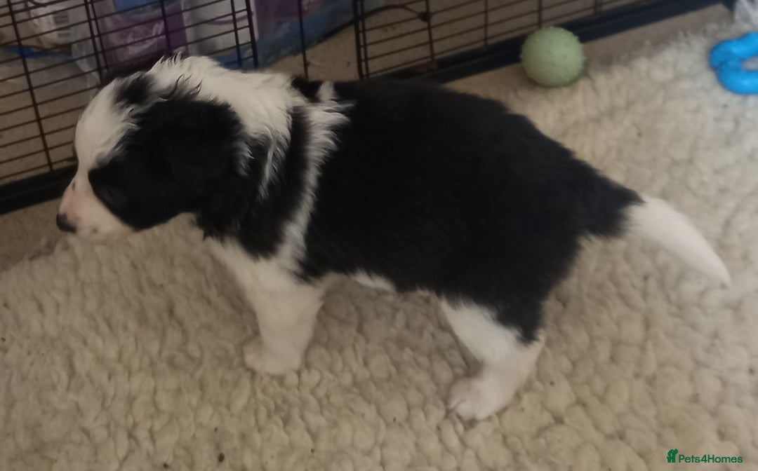 Border Collie dogs for sale: Border Collies for sale - Image 25