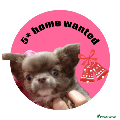 Chihuahua dogs Chihuahua - Fluffy girl remaining - Advert 10