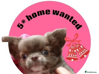Chihuahua dogs Chihuahua - Fluffy girl remaining - Advert 10