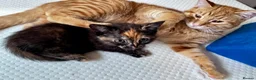 Mixed Breed cats for sale: Amiable bengal&tabby mixed kittens - Advert 9