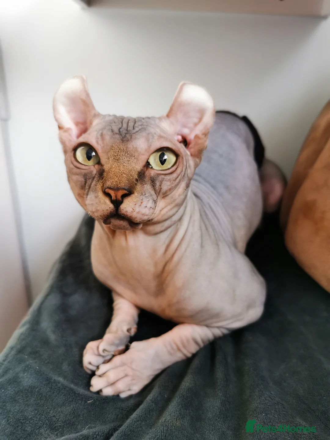 Sphynx cats for stud: Black tabby Sphynx Elf for STUD in Oldham - Advert 3