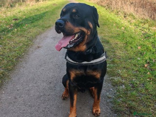Rottweiler dogs Rottweiler for stud full pedigree, health tested in Prescot - Advert 17