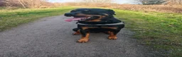 Rottweiler dogs for stud: Rottweiler for stud full pedigree, health tested  in Prescot - Advert 5