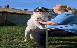 Mixed Breed dogs for adoption: Jeremy for adoption - Advert 3