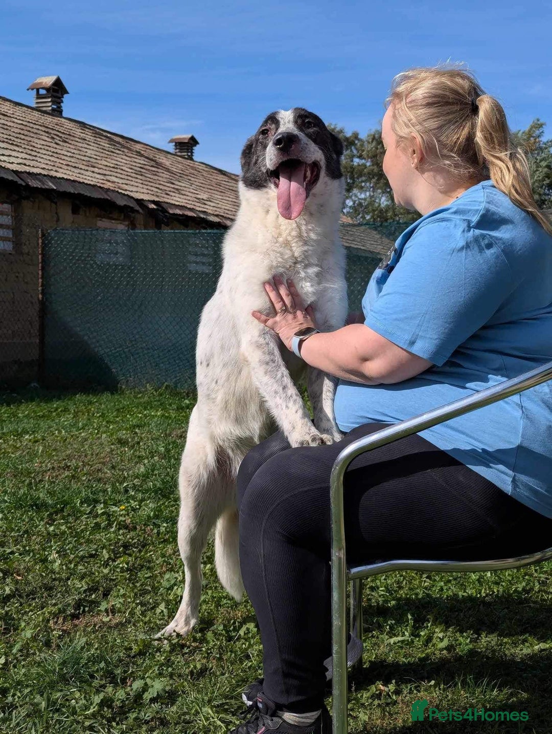 Mixed Breed dogs for adoption: Jeremy for adoption - Advert 3