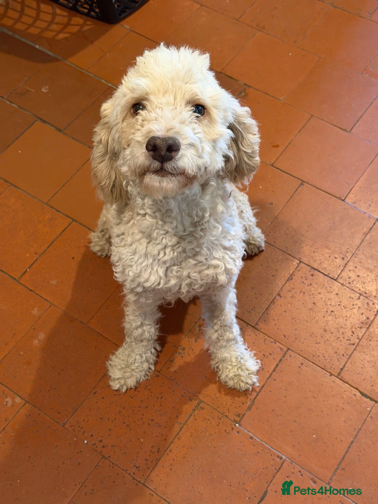 Lagotto Romagnolo dogs Kennel Club Registered Lagotto Romagnolo Puppies - Advert 11