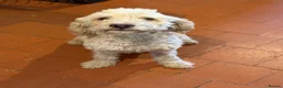 Lagotto Romagnolo dogs for sale: Kennel Club Registered Lagotto Romagnolo Puppies in Horncastle - Advert 1
