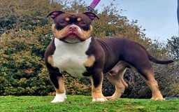 American Bully dogs for stud: Pocket bully stud  - Image 1