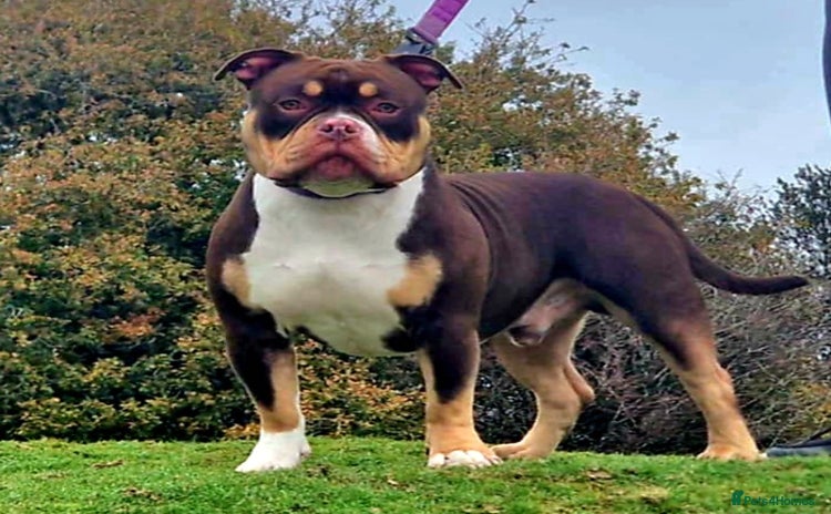 American Bully dogs - Advert 3