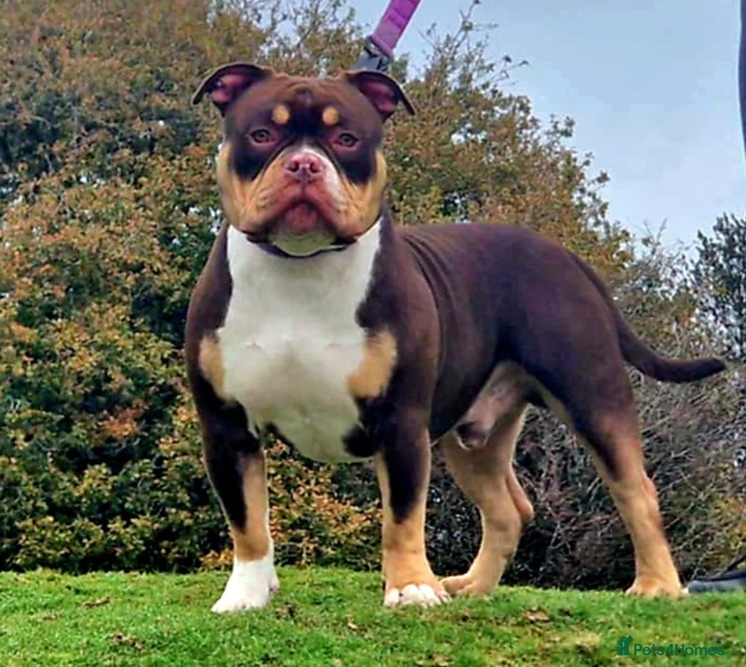 American Bully dogs for stud: Pocket bully stud  - Image 1