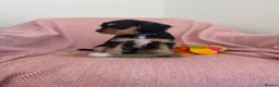 Cavalier King Charles Spaniel dogs for sale: Schnauzerlier,(cavalier x schnauzer)  - Advert 4
