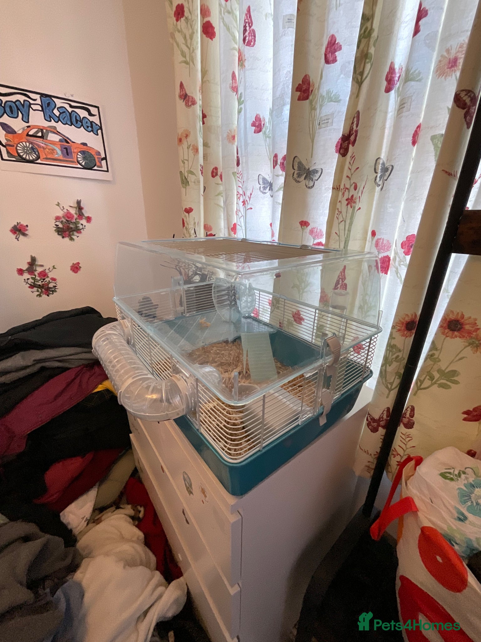 Hamster rodents for sale: small hamster in Walsall - Advert 3