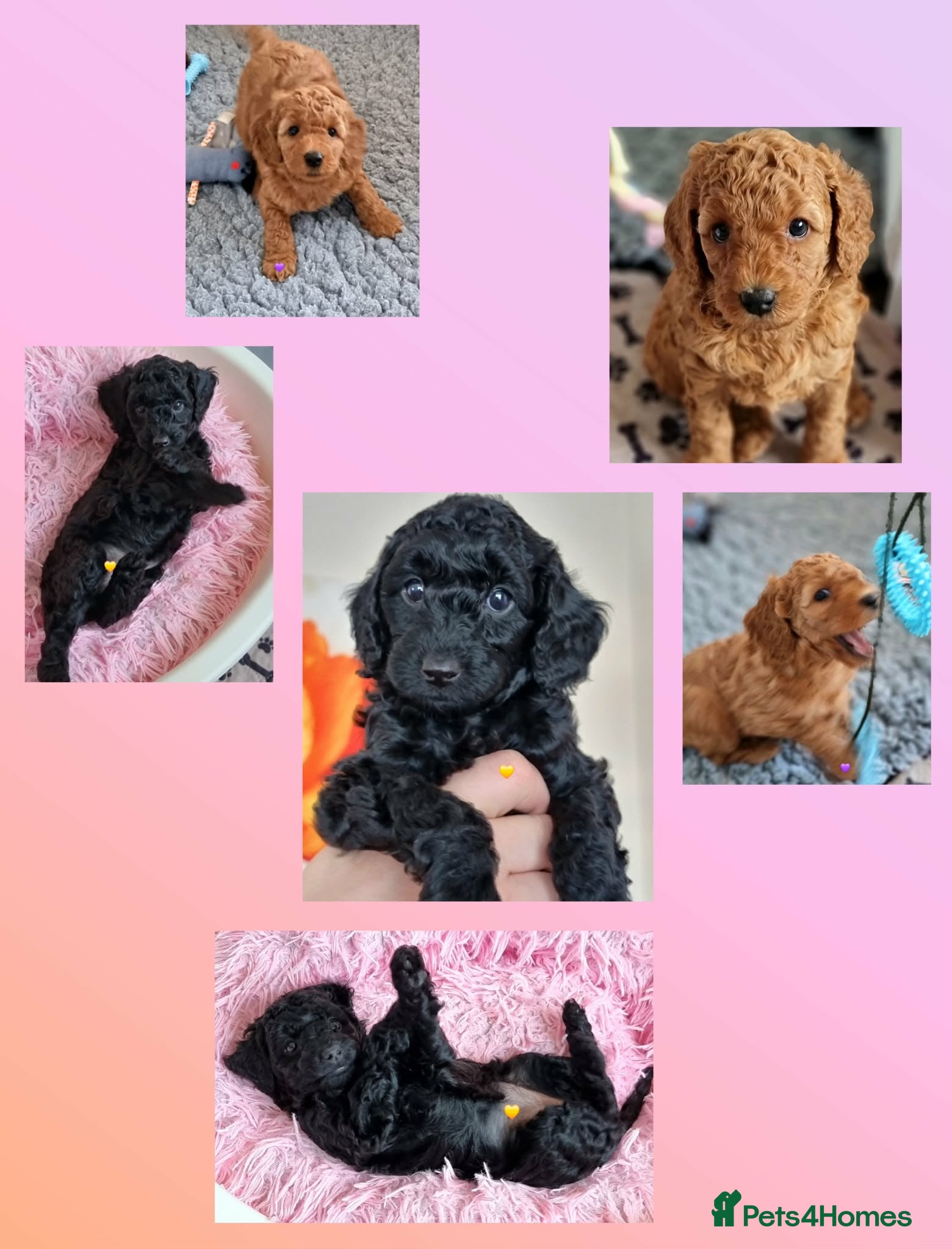 Miniature Poodle dogs Exceptional KC Miniature Poodles - Advert 12