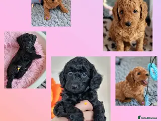 Miniature Poodle dogs Exceptional KC Miniature Poodles - Advert 12