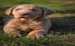 Labrador Retriever dogs for sale: 🐾Meet our adorable silver & charcoal lab pupps🐾  - Image 2