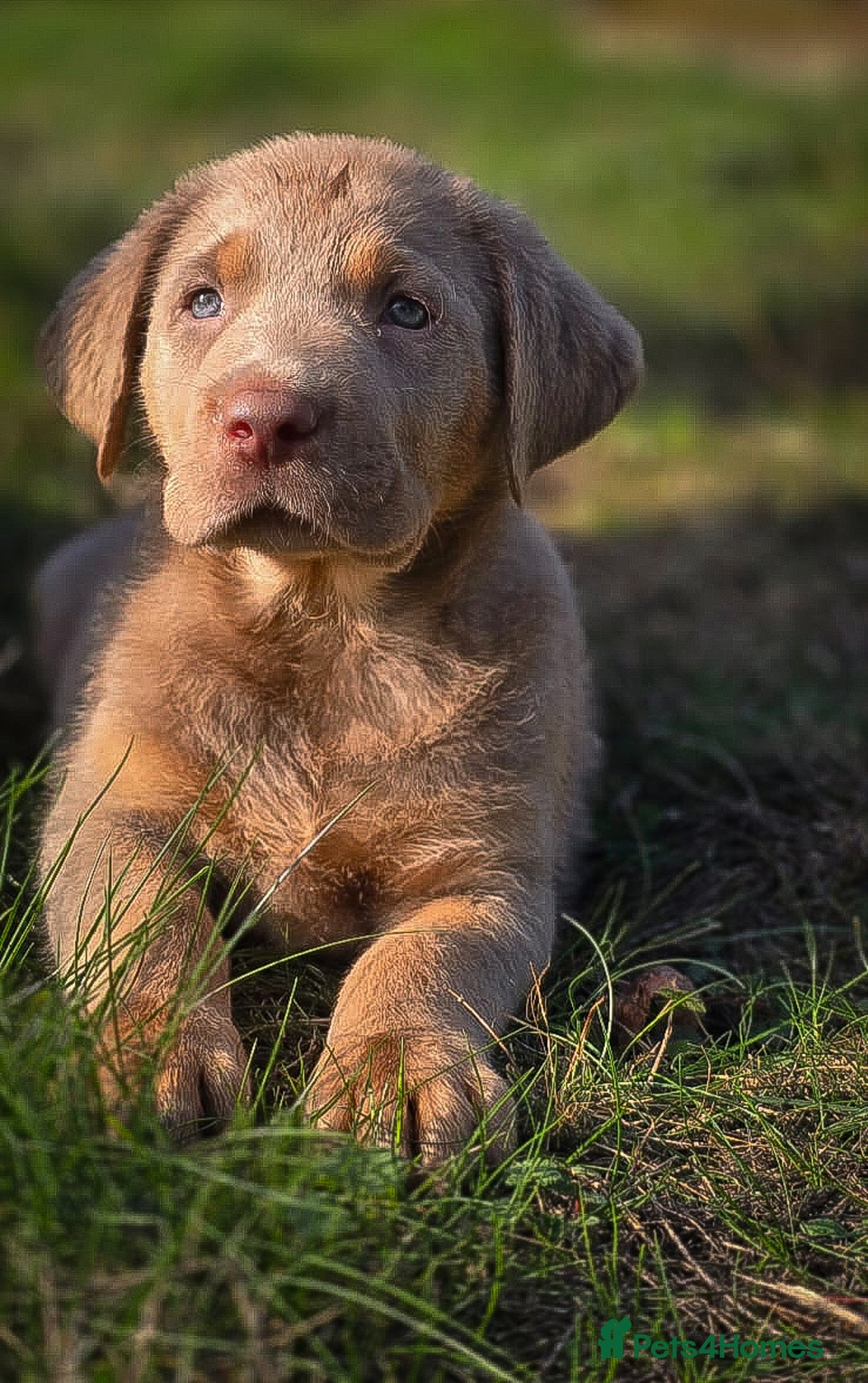 Labrador Retriever dogs for sale: 🐾Meet our adorable silver & charcoal lab pupps🐾  - Image 2