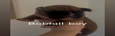 Bobtail boy 1