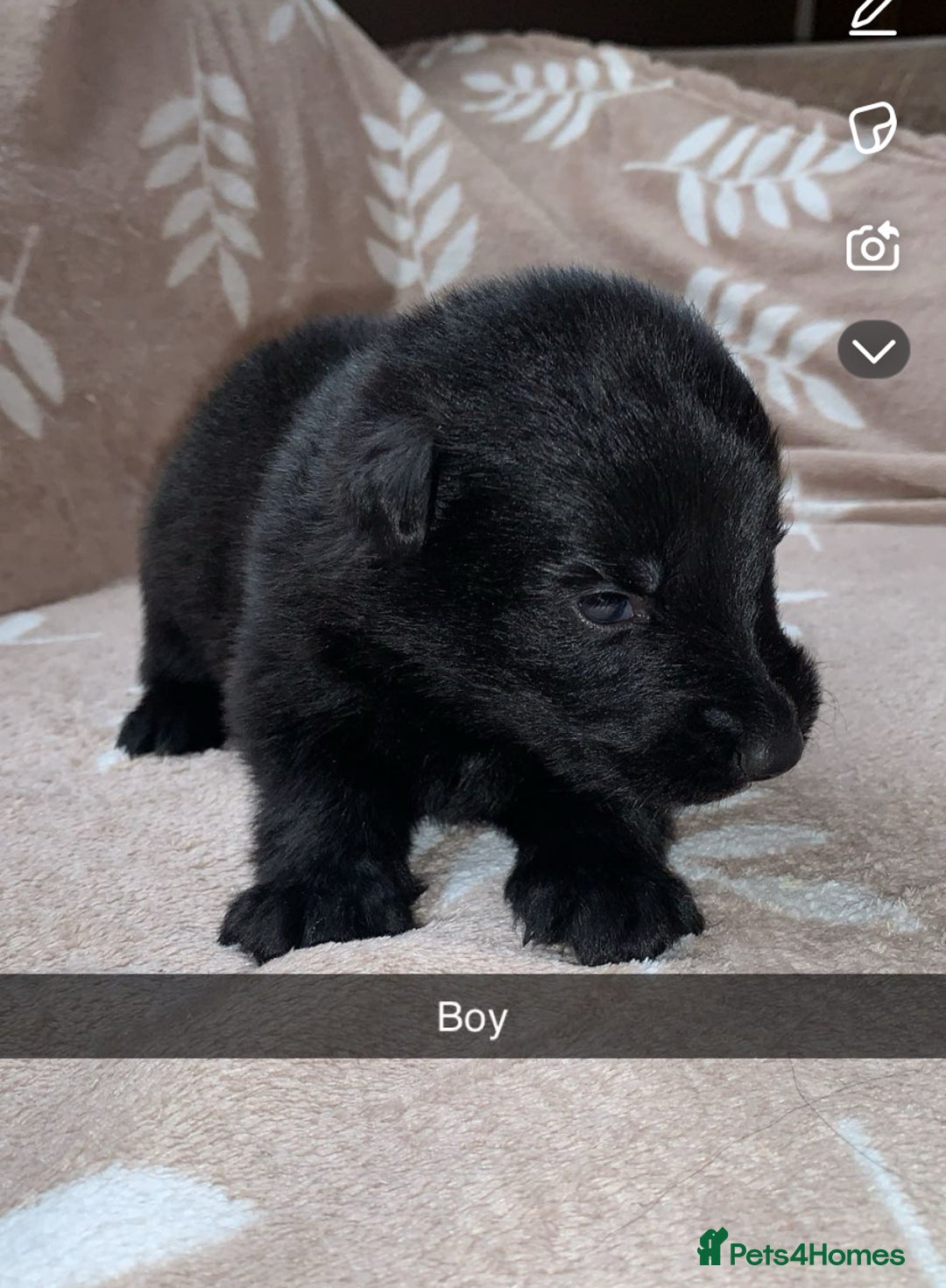 German Shepherd dogs for sale: BEAUTIFUL GERMAN SHEPS   - Image 6