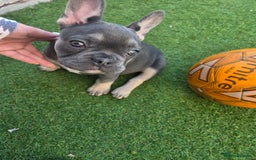 French Bulldog dogs for sale: 6 beautiful French bulldog puppys - Image 14